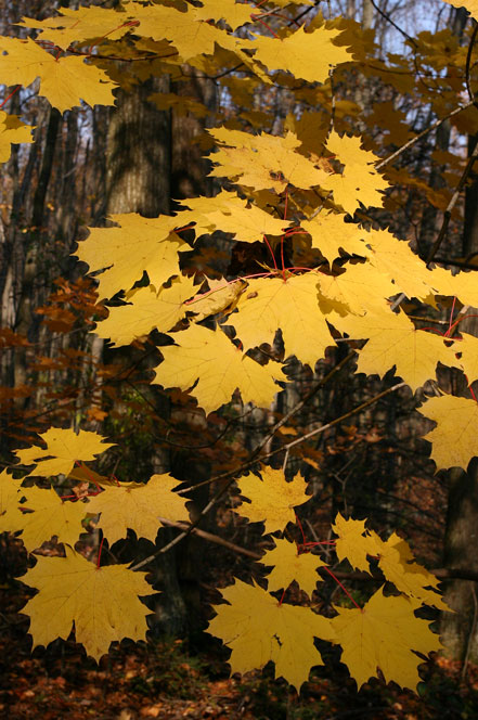yellow-leavesfs.jpg